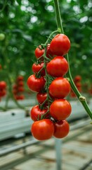 Fototapeta premium A vibrant cluster of ripening red tomatoes hanging from vines in a commercial hydroponic greenhouse facility, ready for harvest, vibrant, produce, modern