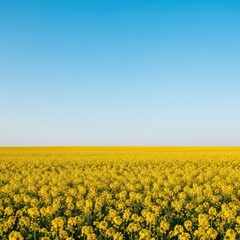 Fototapeta premium A vibrant yellow flowering field of rapeseed stretches toward the horizon under a vast, cloudless blue sky during the sunny spring season, golden, agriculture, summer