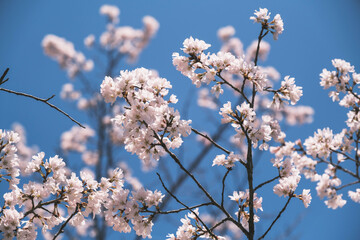 Obraz premium 近江神宮、美しい桜が咲き誇る風景、滋賀、日本