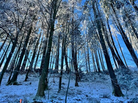 Winter trees in EbenSee, Austria.