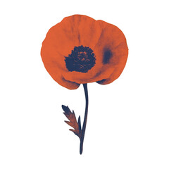 Fototapeta premium PNG Vintage poppy flower illustration.