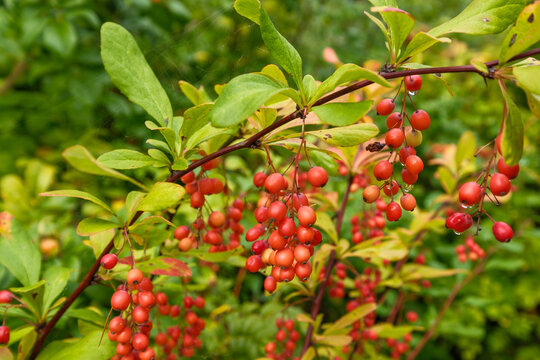 Berberis koreana Koreanische Berberitze Detail Frucht