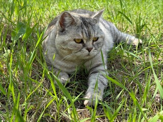 Cute cat feline lying on the grass. © OLENA LIALINA