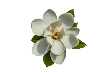 Fototapeta premium White Magnolia Flower in Soft Focus with Green Leaves on Isolated White Background for Floral Design