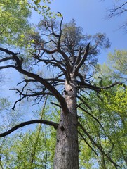 a large, dried-up oak tree, a giant tree, a forest, an oak grove