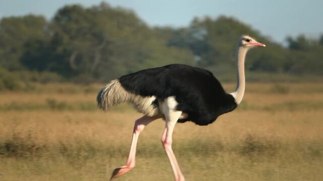 An elegant ostrich gracefully traversing its natural habitat. The ostrich, with its striking features, moves amidst a backdrop of savanna vegetation, capturing the essence of the wild