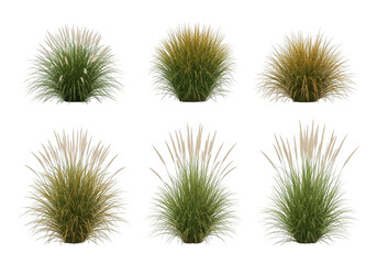 Obraz premium Collection of various green grass tufts isolated on transparent background for design