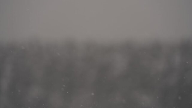 雪原と針葉樹の森