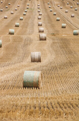 champs de bl&eacute; au mois de juillet, bottes de paille apr&egrave;s les moissons d'&eacute;t&eacute;