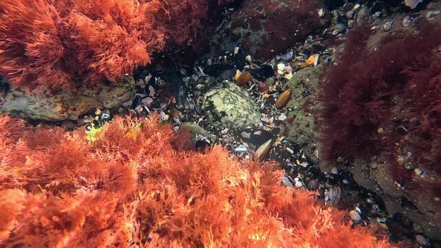Black Sea, red macroalgae Ceramium rubrum on coastal rocks