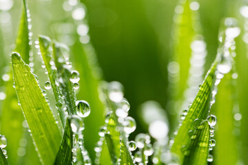 Naklejka premium macro wet spring green grass background with dew. natural beautiful water drop on leaf in sunlight, image of purity and freshness of nature, copy space. ecology, fresh wallpaper concept.