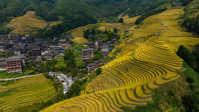 Longsheng Terraced Rice Fields with Traditional Village in Autumn Harvest
