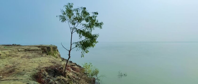Lone Riverside Tree Standing Beside the Quiet Padma River Shore in Rajshahi