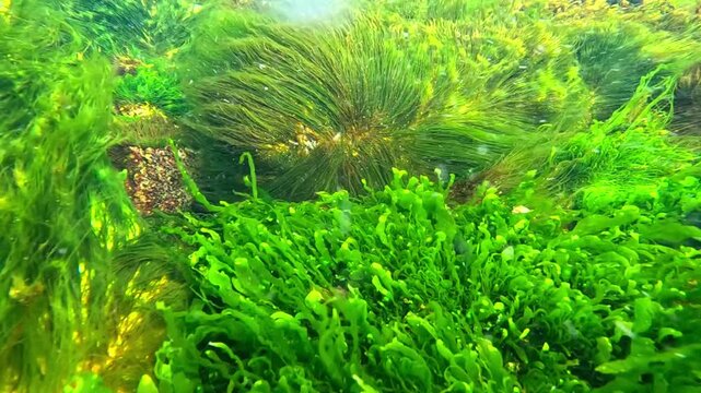 Coastal rocks overgrown with green algae Enteromorpha (Ulva) in the Black Sea
