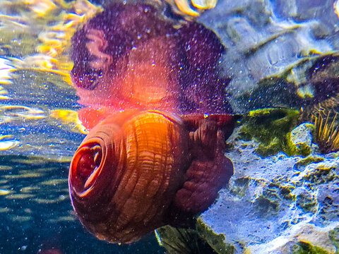 Close-up of a red sea anemone attached to glass in a reef aquarium.