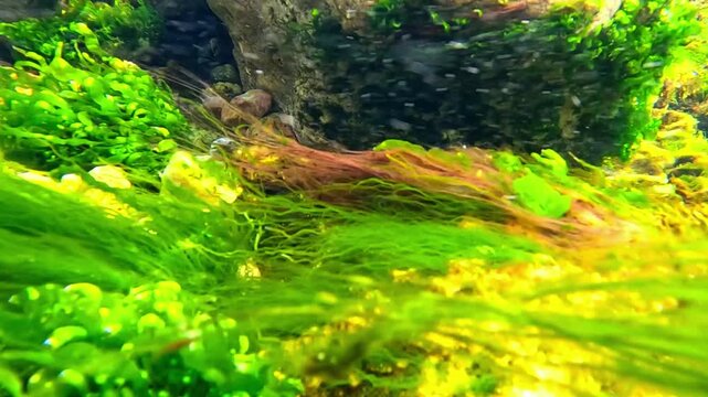 Black Sea, red and green macrophyte algae on rocks at the shore near Odesa.