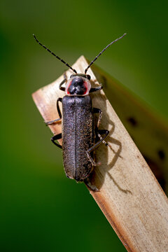 The fireflies are soft-bodied beetles from the family of Lampyridae