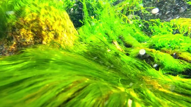 Coastal rocks overgrown with green algae Enteromorpha (Ulva) in the Black Sea near Odessa.