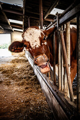 Funny brown and white cow in barn sticking head through metal fence with open mouth – expressive dairy cow on Dutch farm captured in natural light © Marco