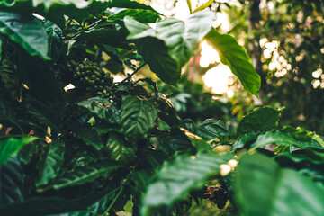 PLANTA DE CAF&Eacute;