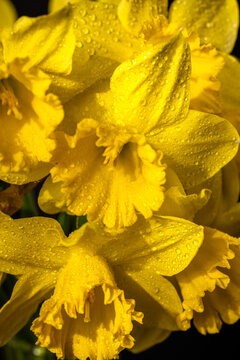 Yellow daffodils blooming with water droplets on petals
