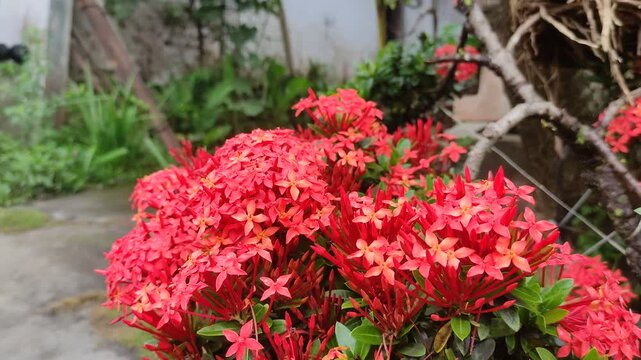Red Asoka flowers (Ixora coccinea) blooming beautifully in a tropical garden. These ornamental jungle geraniums feature clusters of bright scarlet petals against a lush green foliage background