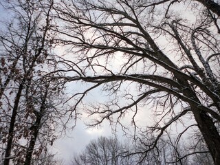 trees in winter