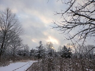 sunset in the forest