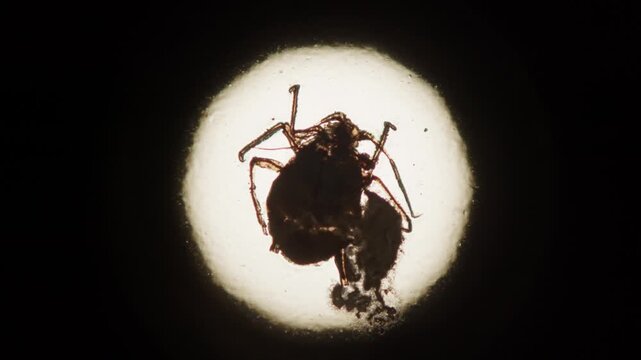 Microscopic image of Aphid bug, extreme close up on microscope of insect in laboratory.