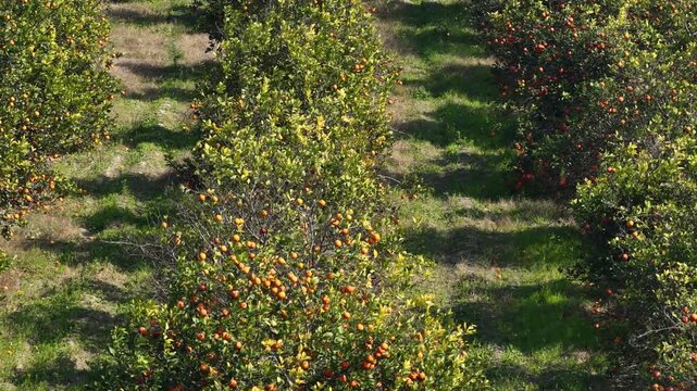 Aerial view rows of orange trees with visible shadows creating patterns on the ground in a well-maintained orchard setting
