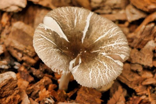 Pluteus Diettrichii growing through a bark chipping pathway
