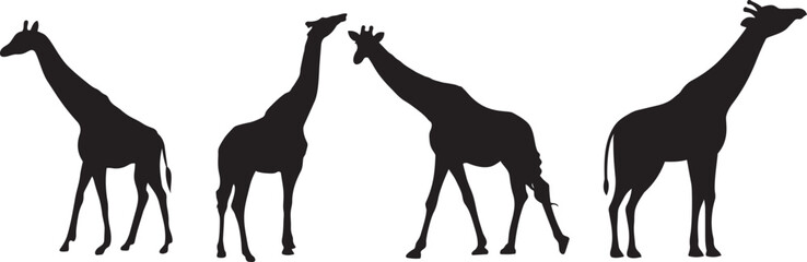 Obraz premium Silhouette of Giraffes: Silhouettes of four towering giraffes stand majestically against a blank canvas, showcasing the elegant profiles and distinctive long necks of these iconic animals.