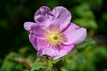 A close up image of a single pink wild rose flower which is the flower symbol for Alberta, Canada. 