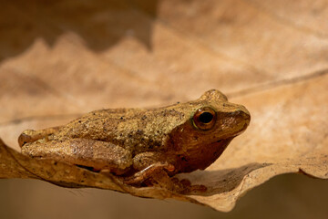 Spring peeper on a leaf in broad daylight
