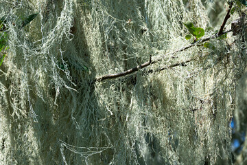 An abstract textural image of a large growth of Spanish moss which can be used in herbal medicine. 