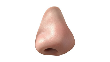 Human nose isolated on transparent background