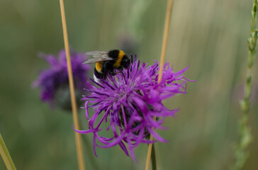 Close-up of a bumblebee feeding on a purple greater knapweed bloom (centaurea scabiosa) in a meadow, showing pollen, delicate petals, and soft natural background. © Volha