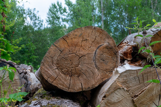 Close view of a thick log end with radial cracks and saw marks among stinging nettle (urtica dioica) and greenery, emphasizing timber texture, decomposition, and wild vegetation.