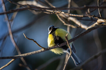 Obraz premium titmouse bird sits on a branch in winter