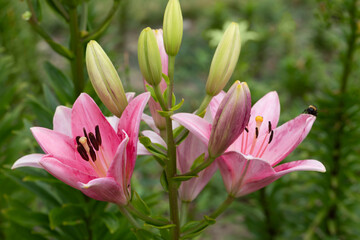 Obraz premium Vibrant pink lilies bloom beside green stems and buds, attracting a bee in a bright garden setting.