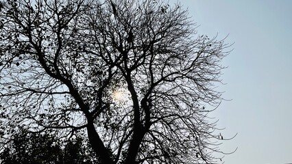 Obraz premium Sun behind the old and completely dry tree growing against the blue sky.