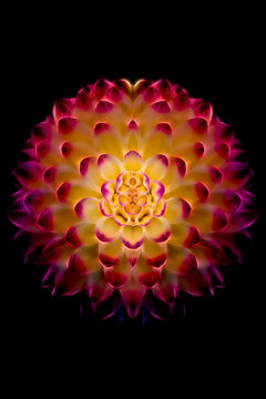dahlia flower on black background