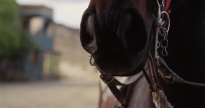 Close-up detail of a horse