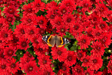 top view of small bright red autumn chrysanthemums with a peacock butterfly resting on the flowers. natural floral background, seasonal garden scene.