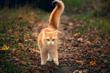 ginger domestic cat walking along a forest path covered with fallen autumn leaves. curious cat moving forward outdoors in natural woodland environment.