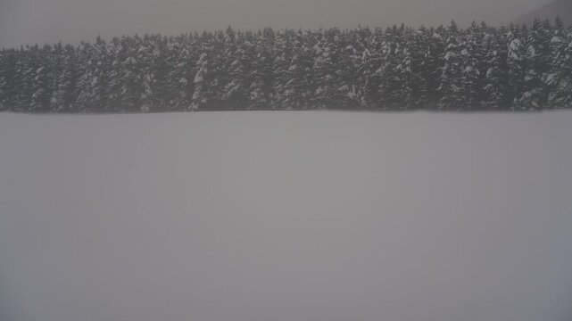 雪原と針葉樹の森