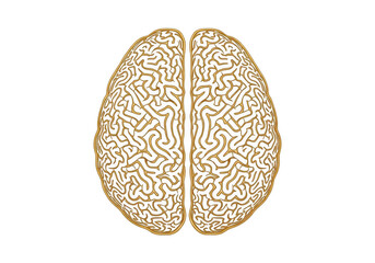 Illustration of human brain with intricate details isolated on transparent background
