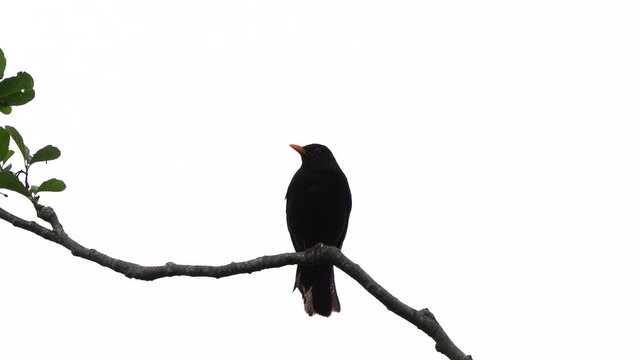 A male common blackbird (Turdus merula) inspecting its surroundings and finally flying away