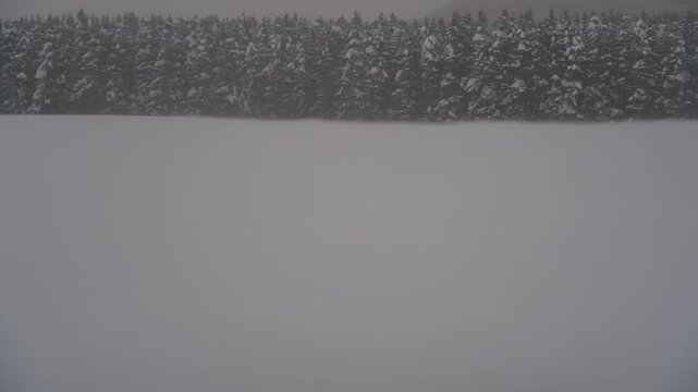 雪原と針葉樹の森