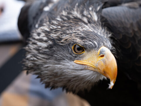 Steinadler